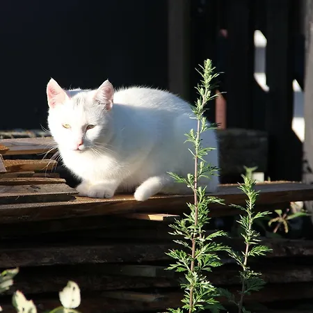 Skelgaard Ferielejlighed * Jelling